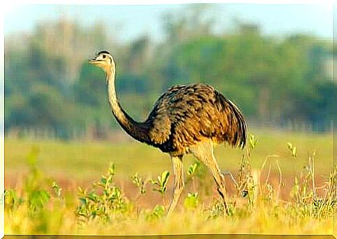 Curiosities about the rhea or American ostrich