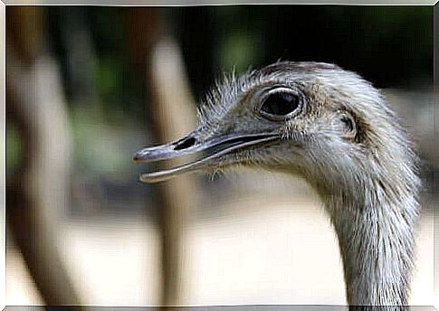 The beak of the rhea