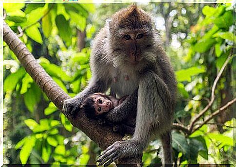 Cynomolus macaque: characteristics, behavior and habitat