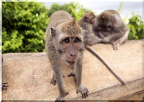 two examples of cinomolgo macaque attracted by tourists