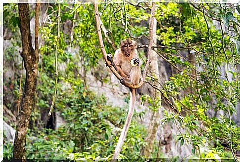 a Cynomolus Macaque sitting on a vine with a fruit in his hand