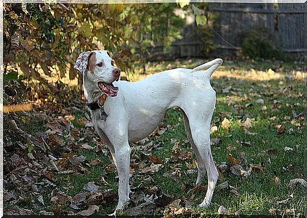 a white pointer hunting on the meadow