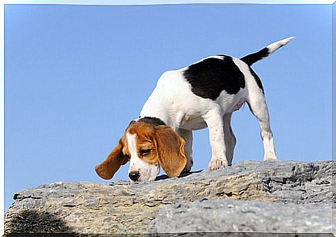 a small beagle sniffs a rock