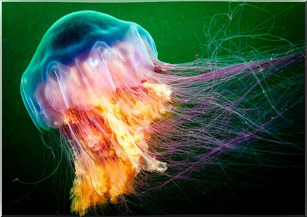 Discovering the 6 largest jellyfish in the world