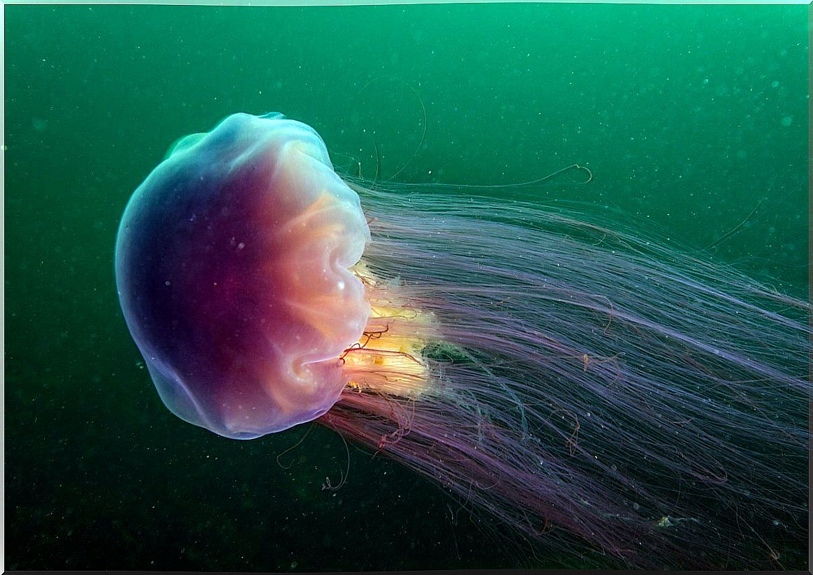 A lion's mane jellyfish.