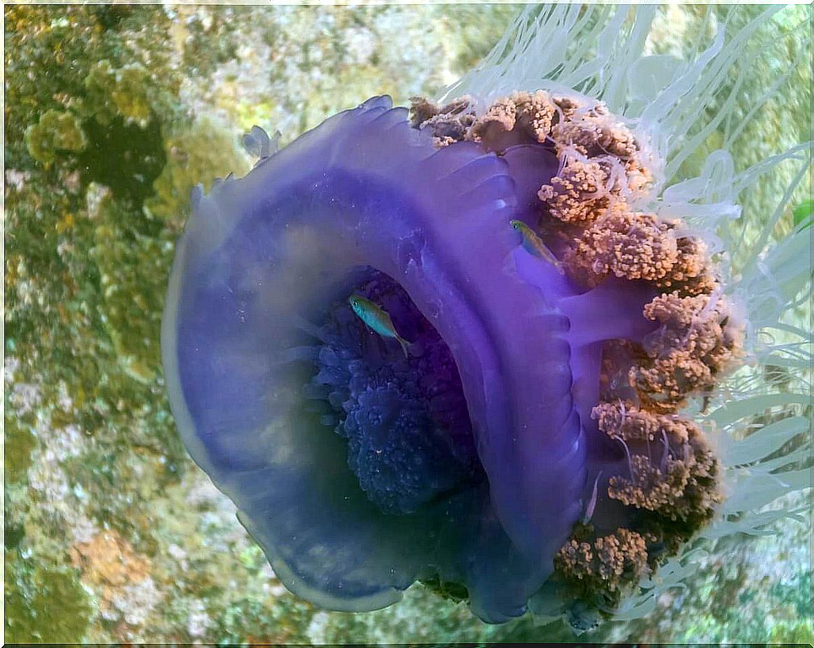 One of the largest jellyfish in the world.