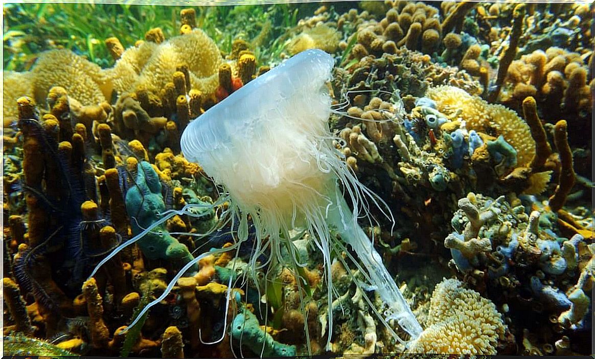 One of the largest jellyfish in the world.