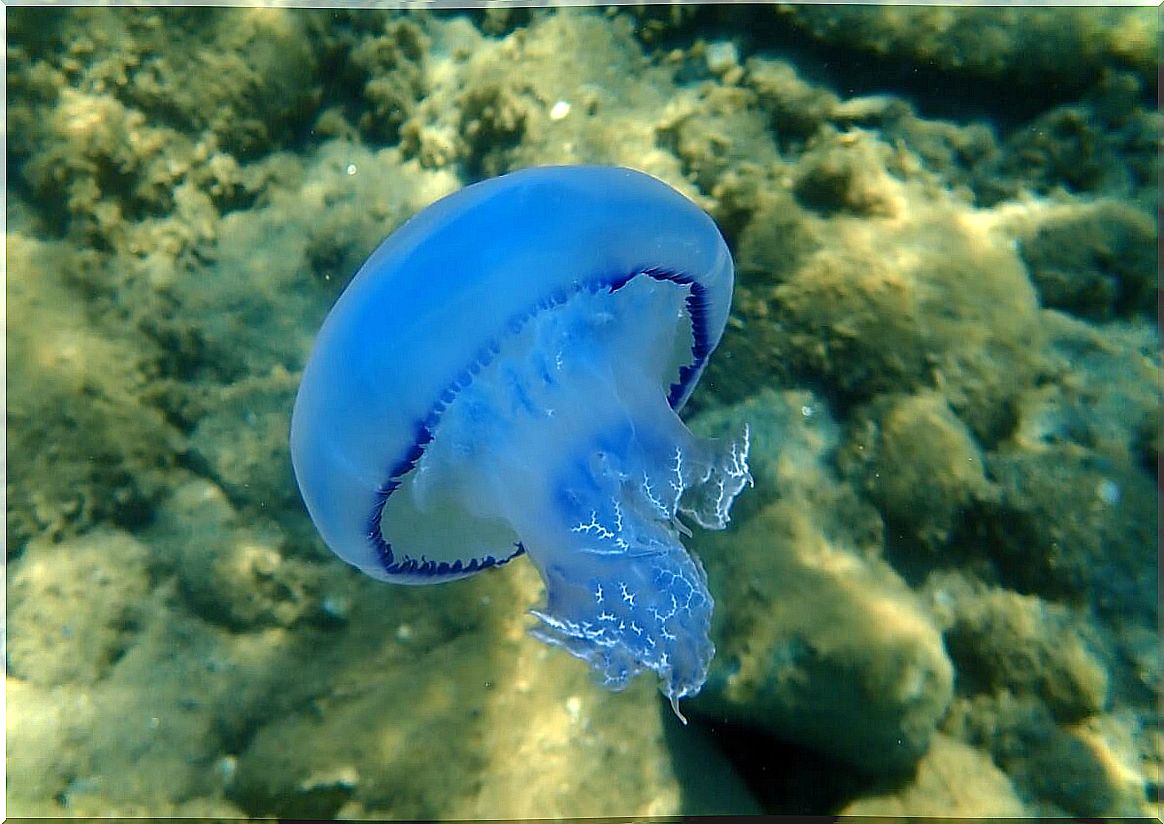 One of the largest jellyfish in the world.