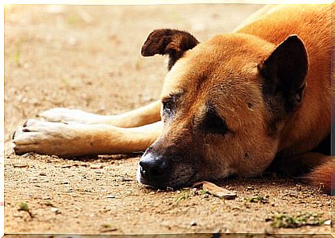 Distemper in dogs