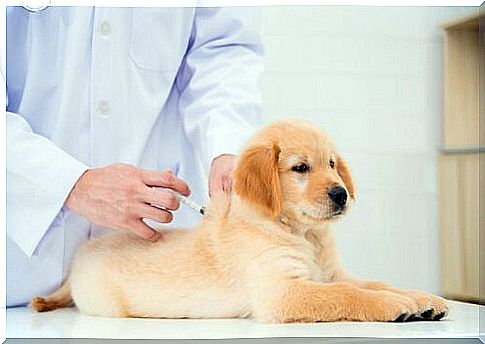 Treatment of distemper