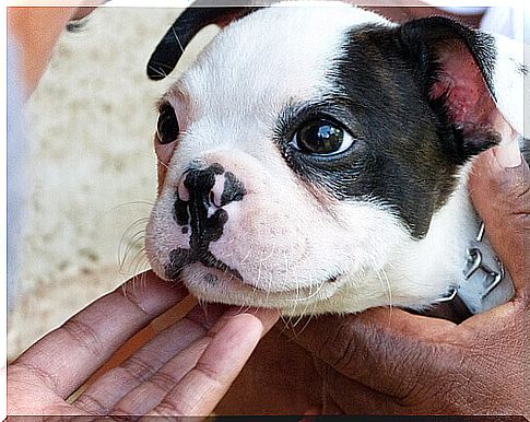 black and white dog being petted by two people 