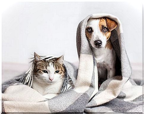 Cat and dog with blanket.