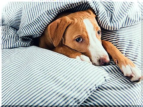 Dog with distemper under a blanket.