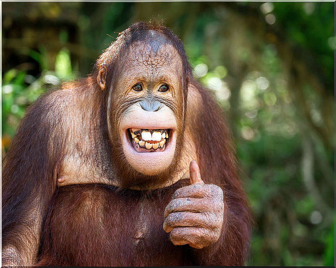 Primate smiling.