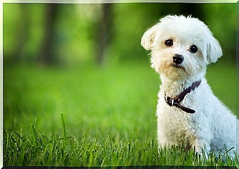 Little dog in the meadow