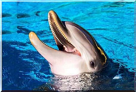 Dolphin emerges into a swimming pool.