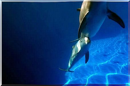 Do dolphins feel empathy?  Dolphin couple swimming.