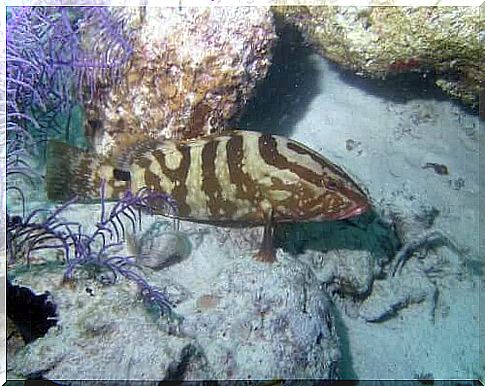 Striped grouper swims among the rocks.