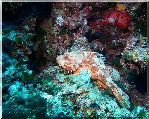 Fish resting among the rocks.