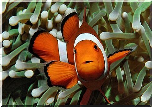 a clownfish among the tentacles of a green anemone