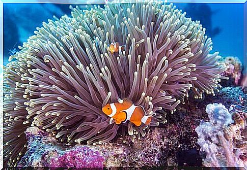 two clown fish with an anemone