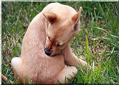 a little dog bites its back for lice