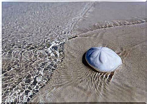 Do you know what the sand dollar is?