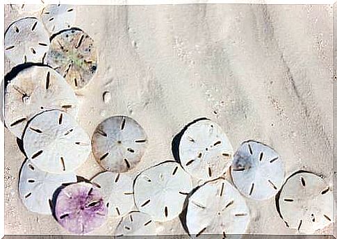 Sand dollar