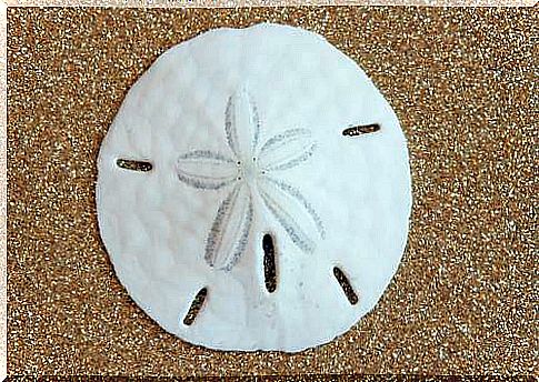 White sand dollar