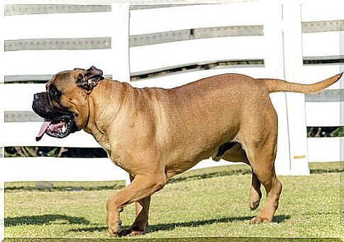 Bullmastiff trotting in a meadow