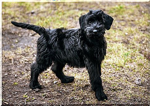 Black dog on a meadow