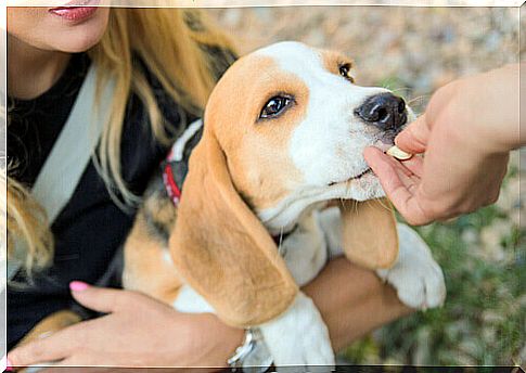 dog-takes-candy-from-the-hand