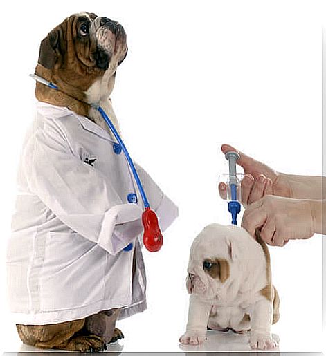 vaccines-dogs