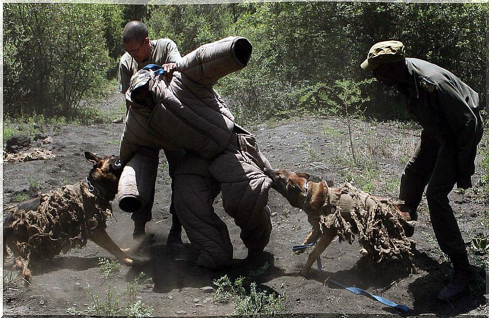 Dogs against illegal hunting in Africa