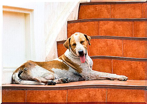 Dogs in condominium: recommendations and practical advice