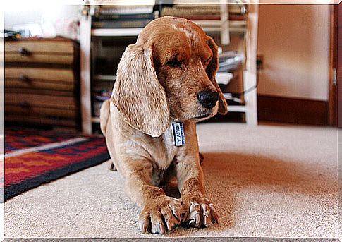 dog in bed on the carpet