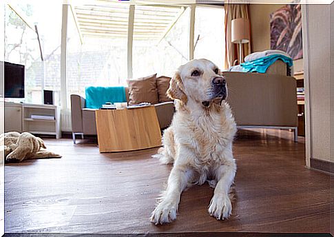 a dog lying on the parquet at home