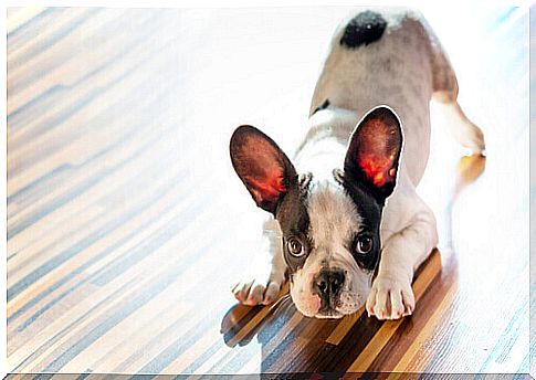 a french bulldog puppy plays on the parquet