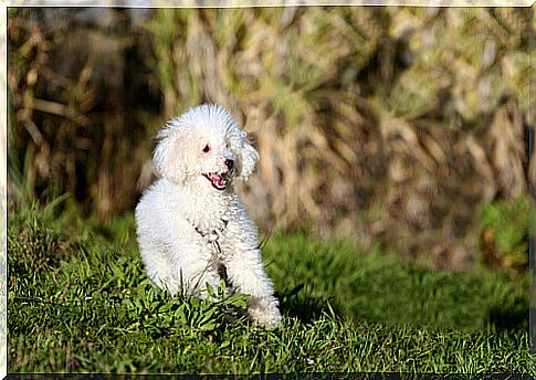 poodle runs outdoors