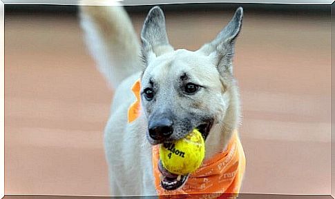 Dogs working for a tennis tournament