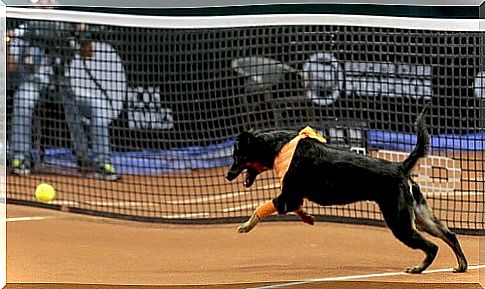 dog working out during tennis tournament and chasing yellow ball