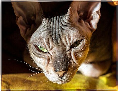 Donskoy Cat: Hairless, affectionate and intelligent