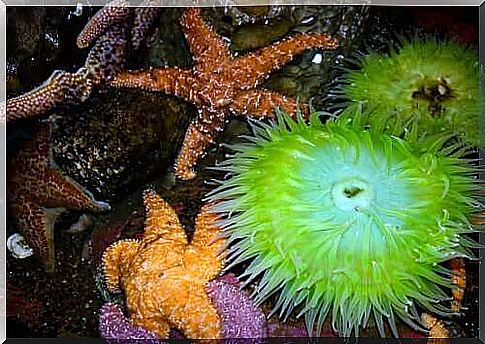 Echinoderms: 6 curious things to know