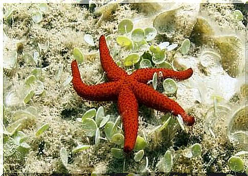 Red starfish on a rock