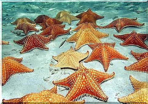 Group of starfish on the bottom