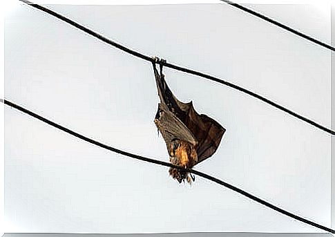 Pipistrello su un filo elettrico.