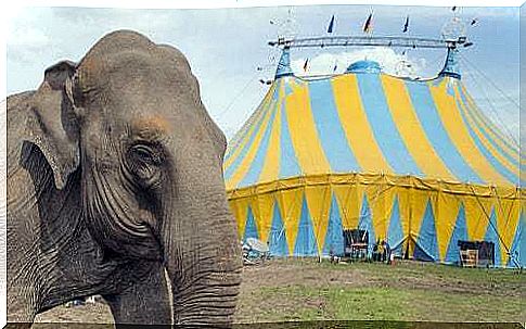 Circus elephant