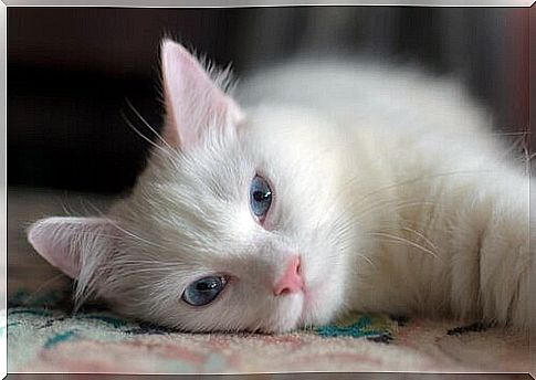 White cat lying down