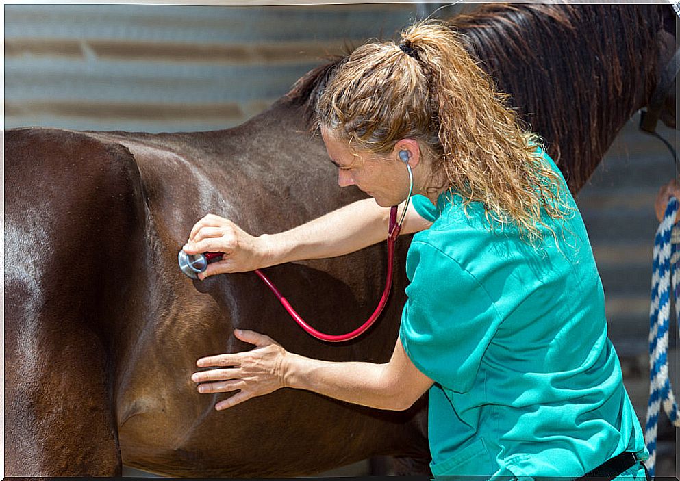 Equine adenitis: symptoms, treatment and complications