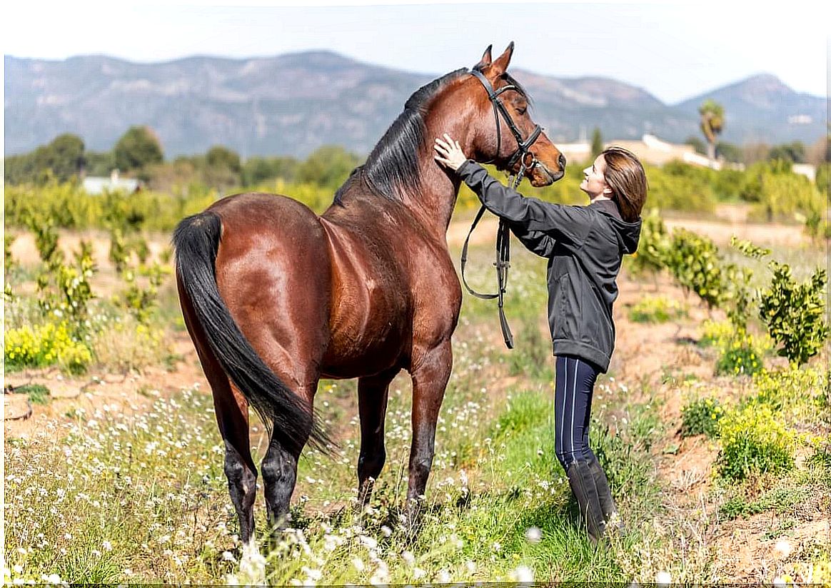 An Arab-Spanish horse and its guardian.